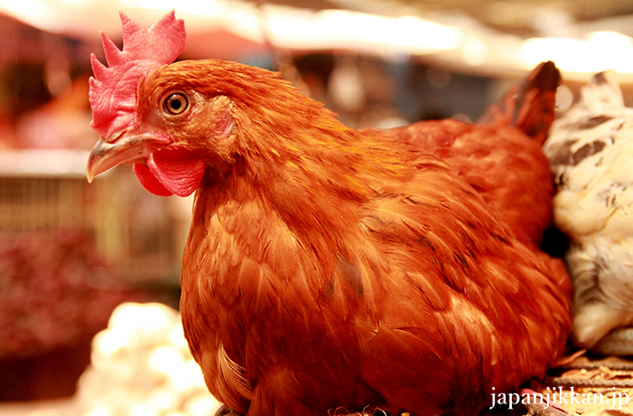 新潟県のおいしい鶏肉